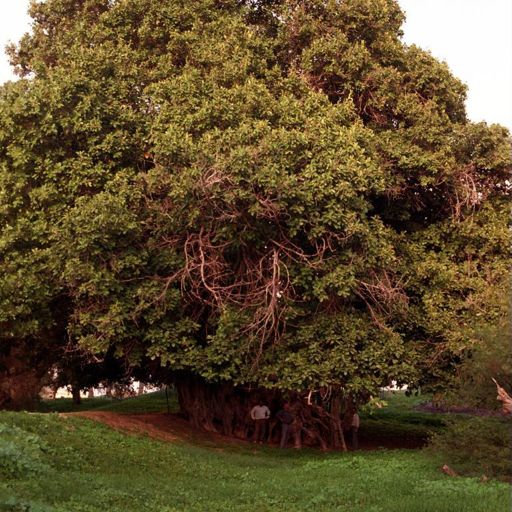 Temples' Fig Tree