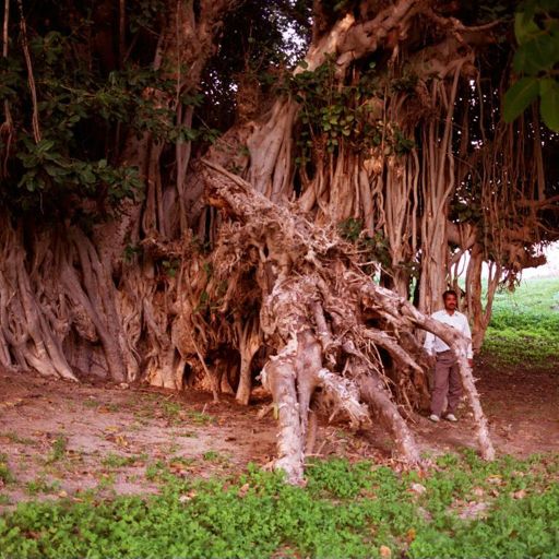 Temples' Fig Tree