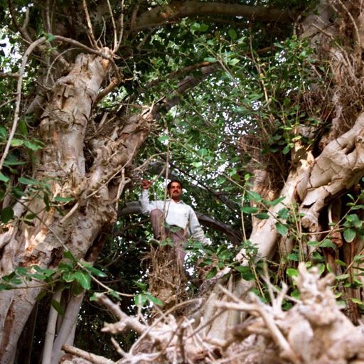 Temples' Fig Tree