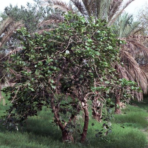 Lemon Tree, Baghoo