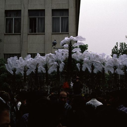 Rituals of Ashoura